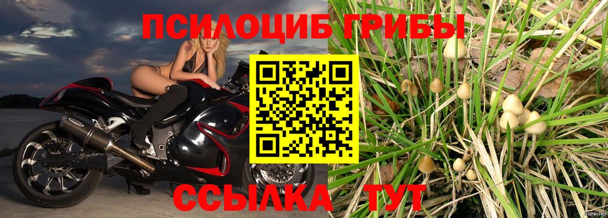 Псилоцибиновые грибы Cubensis Якутск