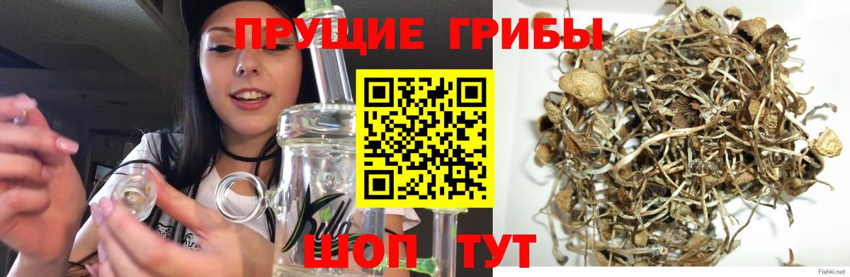 Галлюциногенные грибы Cubensis  Псилоцибиновые грибы ЛСД  Якутск  Вход с VPN 